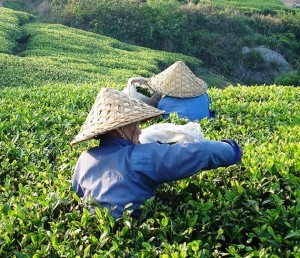 La recolección en pocos días y a mano hacen este Té un alimento muy exclusivo