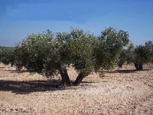 Los olivos son árboles característicos en el sur de España