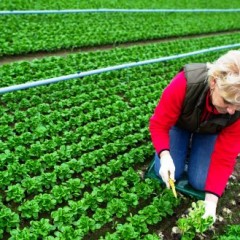 Formas para hacer una ensalada