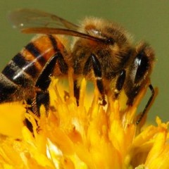 Los beneficios secretos de la miel