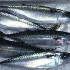 Los beneficios del pescado azul en la dieta