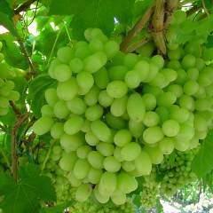 Propiedades y beneficios de la uva