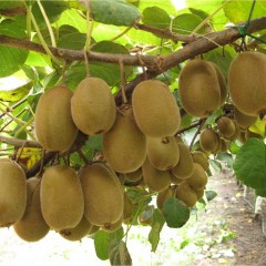 El kiwi, una fruta rica en vitamina C y fibra