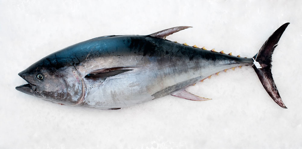 El atún, un cóctel de Omega 3 y proteínas