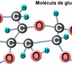 La glucosa y su importancia en el organismo