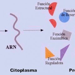 El funcionamiento de las proteínas en nuestro cuerpo, exceso y síntesis