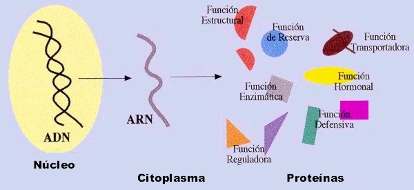 funciones-de-las-proteinas