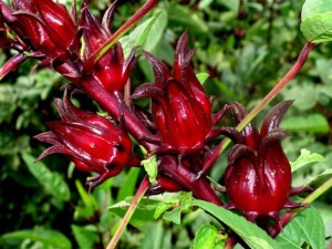 refresco-de-flor-de-jamaica-para-perder-peso